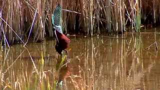 BIRDS OF DE COTA DONANA SPAIN AND EL ROCIO PARQUE NATURAL [upl. by Eeznyl664]