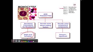 CH14 7 Leukocytes Monocytes [upl. by Olifoet]