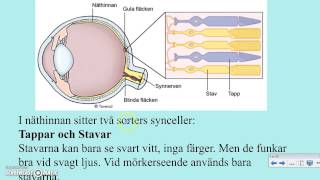 Ögat och synen [upl. by Reginald]