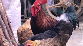 free range chicken farming  farm [upl. by Anerac]