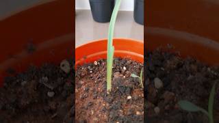 Cardamom plant  elaichi plant from seeds in 25 days shorts [upl. by Auric]