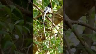 Asian paradise flycatcher male birdsound shorts birdsofindia flycatchers bbcearth [upl. by Annoved]