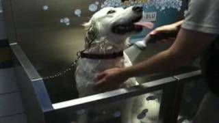 K9000 Coin Operated Self Serve Dog Wash [upl. by Nedac887]