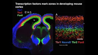 TBR1 and AUTS2 Sequential Regulators of Gene Expression in Cortical Development [upl. by Garvy]