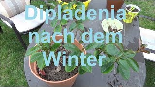 Dipladenia nach dem überwintern Dipladenia Mandevilla nach dem Winter [upl. by Fisuoy221]