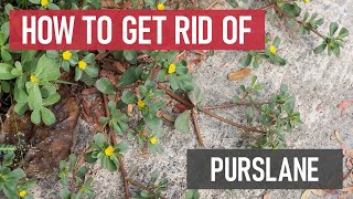 How to Get Rid of Purslane Weed Management [upl. by Clie390]