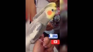 Calopsita Cantando Hino do Flamengo Original Cockatiel Singing a Lot [upl. by Gretel]