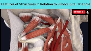 Features of the Contents amp Structures in the roof of Suboccipital Triangle  Cisternal Puncture [upl. by Elletsyrc]