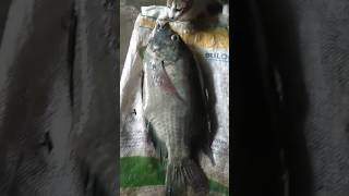 iwak nila telong kilo di cium kucingfishing shortkucing [upl. by Tosch]