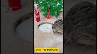 Easy Trap  Creative DIY Trap  Quail Trap shorts youtubeshorts [upl. by Bein987]