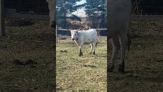 New heifer on the farmcow ranch farming longhorns shorts [upl. by Werbel]