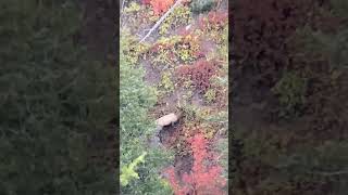 SPIKE ELK FEEDING IN FALL FOILAGE [upl. by Fisch]