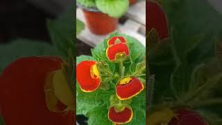 Calceolaria calceolaria plantas jardines flores [upl. by Bessie]