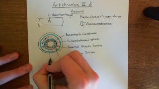 Antithrombin 3 and Heparin Part 1 [upl. by Eillor]