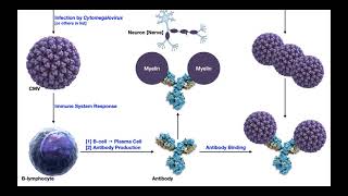 GuillainBarré Syndrome  Mechanism amp Presentation [upl. by Wanyen]