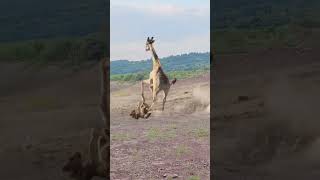 Lion vs Giraffe Epic Wildlife Showdown funnyvideo funnyshorts funnyclips [upl. by Nemrac]