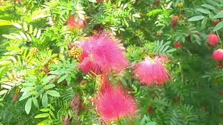 Calliandra surinamensis Pink Powder Puff Tree [upl. by Phi]