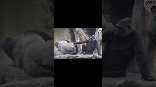 gorilla couple 😆 gorillatag 金剛猩猩 台北市立動物園 shorts [upl. by Marshall]