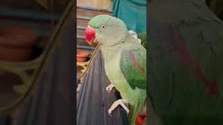 Sweetu 🦜 Crippling Mittu parrot instaparrot birds trending trendingshorts nature new mummy [upl. by Bayly561]