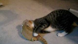 Kitten and bearded dragon love [upl. by Aener]