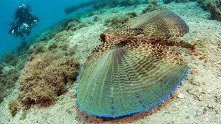 FLYING GURNARD Dactylopterus quotFlyingquot fish with legs BIG FISH dive club [upl. by Fullerton]