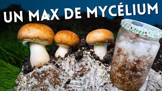 Culture de mycélium pour une production massive de champignon [upl. by Godard992]