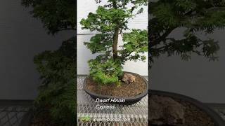 Dwarf Hinoki Cypress Specimen Bonsai Tree [upl. by Linker]