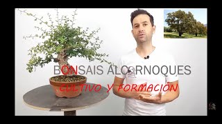 💯¿Cómo CULTIVAR ALCORNOQUE  QUERCUS SUBER en BONSÁI ❓❓❓Claves🔑🗝️ de cultivo y formación💯 [upl. by Niwroc]