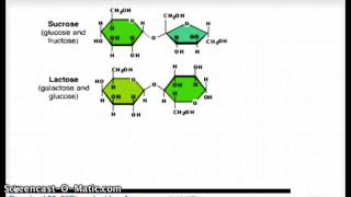 Formation of Disaccharides by Dehydration Synthesis reaction [upl. by Handal]