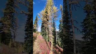 Hiking through larches up to Tamarack Pass [upl. by Chi]