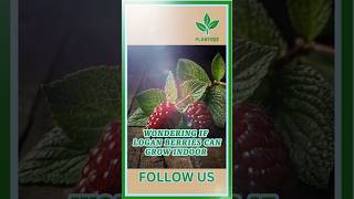 Can Loganberries Be Grown Indoors plants fruitgardening fruits [upl. by Ymmij510]