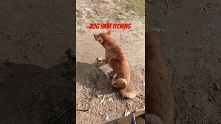 Kuchu itching infection Dog dog puppy funny pets puppyshorts [upl. by Foster535]