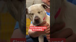 Blind Deaf Shelter Dog Used for Breeding Lost Until This Happens 🥹 [upl. by Nelson]