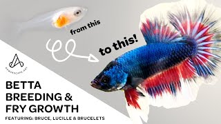 Fancy Koi Betta Breeding amp Fry Growth  Day 1 to adult plakat HMPK [upl. by Kasper]