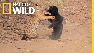 Mother Bear Fights Tiger to Save Her Cub in Dramatic Video  Nat Geo Wild [upl. by Angus340]