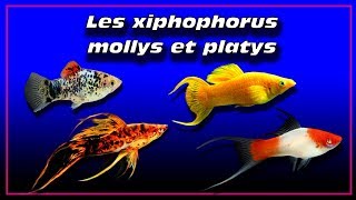 xiphophorus  molly platy de selection ✔ [upl. by Aihsele]