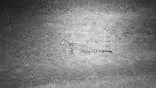 South African largespotted genet Genetta tigrina at Djuma Waterhole [upl. by Oniliuqnart160]