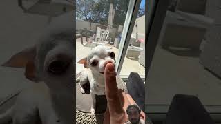 The kuchi kuchi dog very funny video chihuahua dog niki entertainment nikkich🤣🤣 [upl. by Hotchkiss]