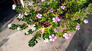 How to care for vinca rosea plants  vinca flowers care [upl. by Free]