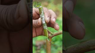 Success grafting techniques grafting satisfying [upl. by Hajan]