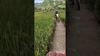 Riding the rice terraces in North Vietnam August 2024 vietnammotorbiketours motorbiketourexpert [upl. by Tdnerb]