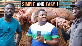 How To Start a LUCRATIVE Pig Farm As a Beginner in 2023 DETAILED STEPS pig piggerybusiness [upl. by Nirmak518]