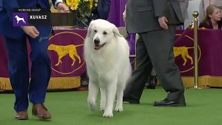 Kuvasz  Breed Judging 2019 [upl. by Casi]