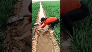 चीन में गेहूं की खेती 🌾 shorts farming farmer agriculture kisan farmingtechonology [upl. by Grearson]