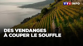 Vendanges  tyrolienne hélicoptère quand ramasser le raisin est un défi extrême [upl. by Partridge]