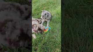 Cute Puppy Video Bay Mini Sheepadoodle Puppy Video [upl. by Ahsiek]