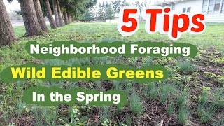 5 Tips for Foraging Wild Edible Weeds in Your Neighborhood in the Spring [upl. by Niliac]