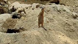 Amazing Vigilant Meerkats Suricata suricatta alarm calls and Sounds suricata meerkat [upl. by Nmutua]