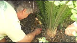 Transplanting a Cycad Palm  Prune Like a Pro [upl. by Kealey932]