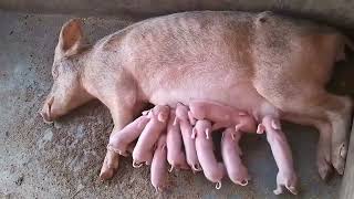 How to make you pig farrow more piglets within 10 to14pigletshealthypigs pigging pig animals [upl. by Goddord971]